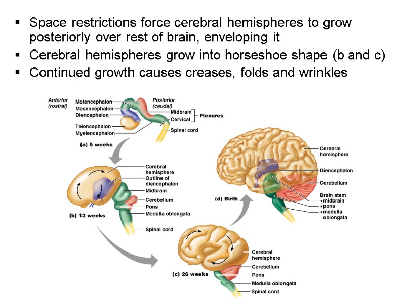 Space restrictions force cerebral hemispheres to grow posteriorly over rest of brain, enveloping it